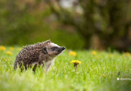 EuropeanHedgehog刺猬在长满蒲公英的花园里