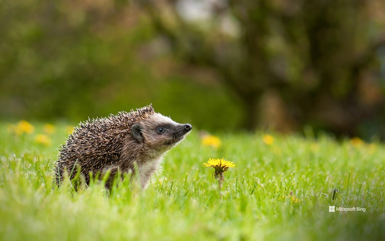 EuropeanHedgehog.jpg
