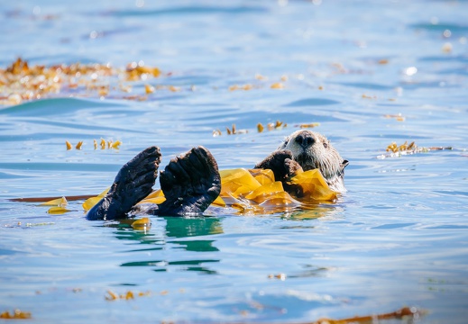 巴特利特湾的海獭SeaOtterAwarenessWeek